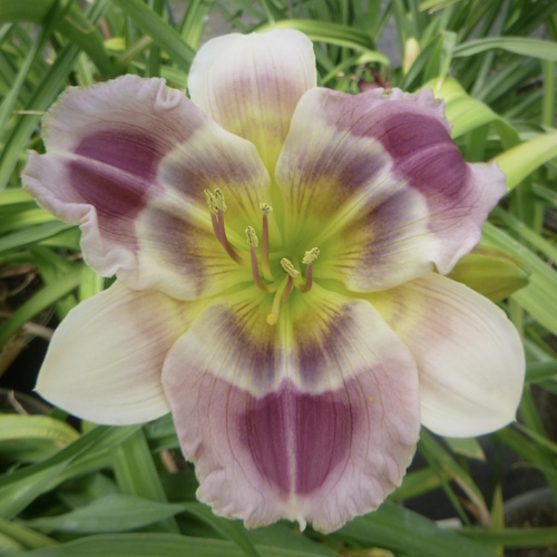 Watercolor Wishes - 1 Fan Watercolor Wishes - 1 Fan